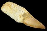 Fossil Rooted Mosasaur (Eremiasaurus) Tooth - Morocco #117005-1